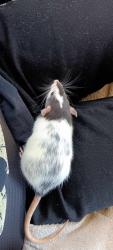Lost Female Other last seen Near the playground, Mound, MN 55364