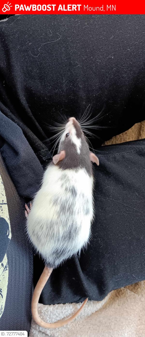 Lost Female Other last seen Near the playground, Mound, MN 55364