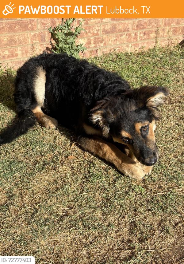 Found/Stray Male Dog last seen AveP and 87th, Lubbock, TX 79423