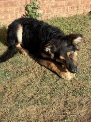 Found/Stray Male Dog last seen AveP and 87th, Lubbock, TX 79423