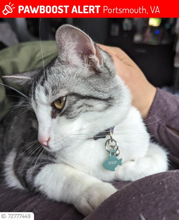 Lost Male Cat last seen River shore rd, and Schoolhouse Path, Portsmouth, VA 23703