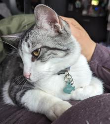 Lost Male Cat last seen River shore rd, and Schoolhouse Path, Portsmouth, VA 23703