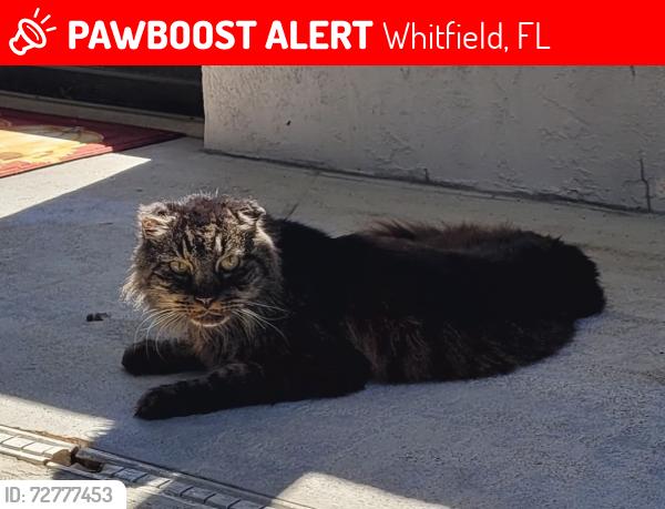Lost Male Cat last seen McArthur Ave, Whitfield, FL 34243