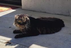 Lost Male Cat last seen McArthur Ave, Whitfield, FL 34243