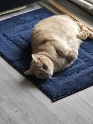 Lost Male Cat last seen Oaks rd, New Bern, NC 28560