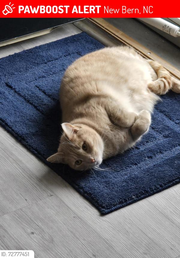 Lost Male Cat last seen Oaks rd, New Bern, NC 28560