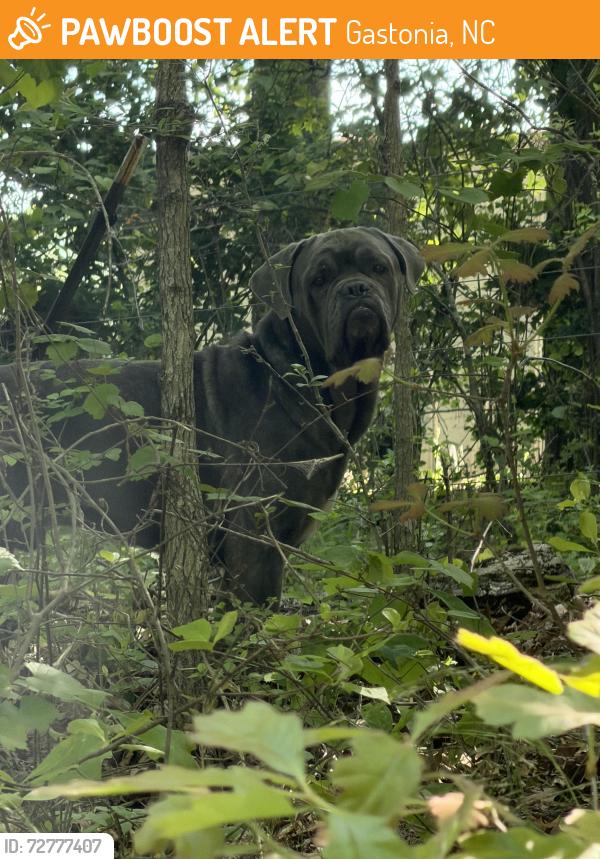 Found/Stray Unknown Dog last seen Bethany Rd., Gastonia, NC 28052