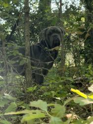 Found/Stray Unknown Dog last seen Bethany Rd., Gastonia, NC 28052