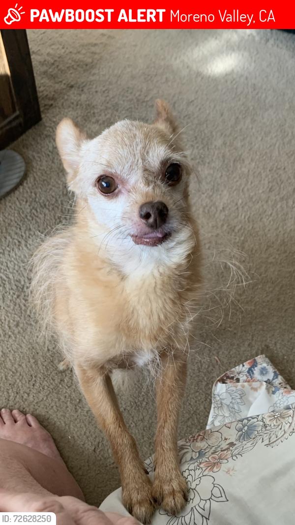 Lost Male Dog last seen Indian ave, Sundial, Hubbard St. Midland elementary school, , Moreno Valley, CA 92557