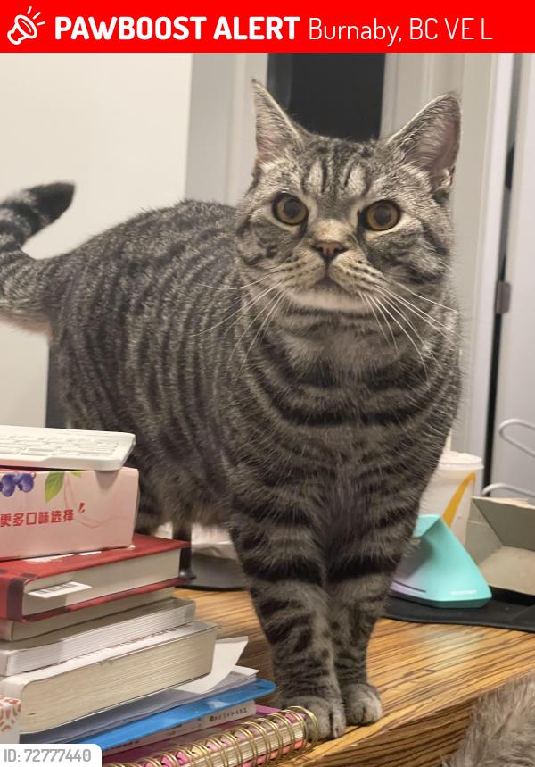 Lost Male Cat last seen Near Canada way, Burnaby, BC V5E 4L6