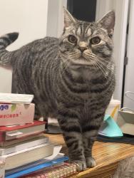 Lost Male Cat last seen Near Canada way, Burnaby, BC V5E 4L6