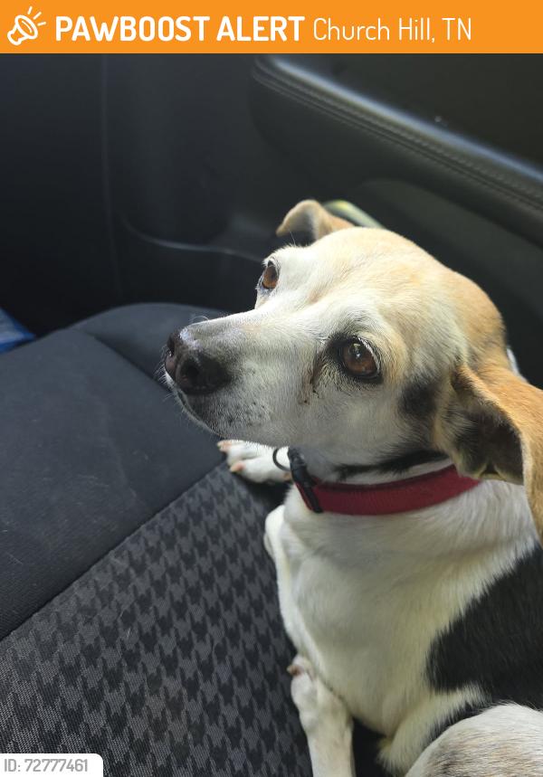 Found/Stray Female Dog last seen Church Hill Middle School , Church Hill, TN 37642