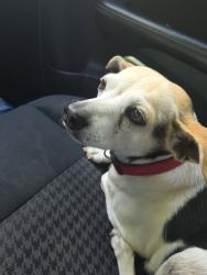 Found/Stray Female Dog last seen Church Hill Middle School , Church Hill, TN 37642