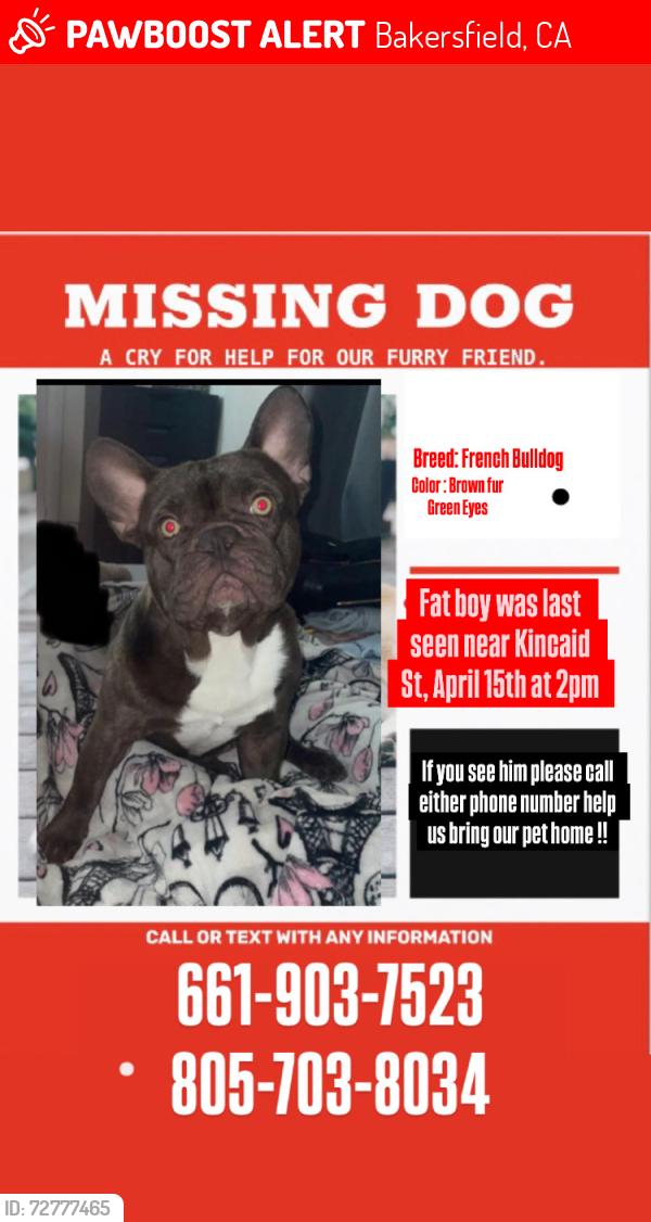 Lost Male Dog last seen Near the Cemetery in Owen’s , Bakersfield, CA 93307