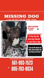 Lost Male Dog last seen Near the Cemetery in Owen’s , Bakersfield, CA 93307