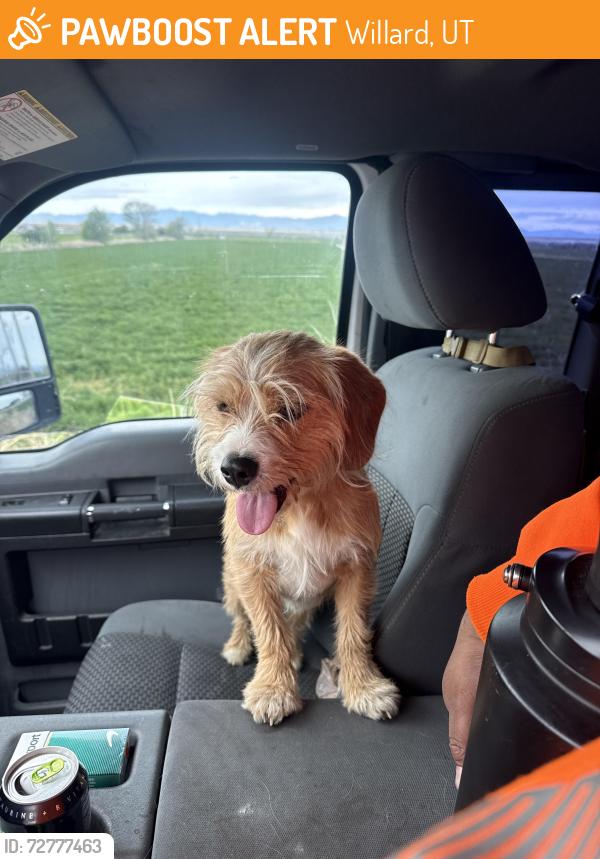 Found/Stray Unknown Dog last seen Main st and 750N, Willard, UT 84340