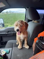 Found/Stray Unknown Dog last seen Main st and 750N, Willard, UT 84340