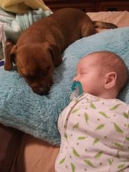 Lost Male Dog last seen Linden , Boise, ID 83701