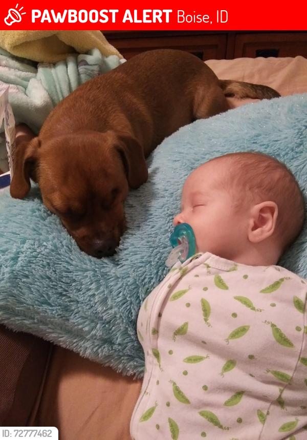 Lost Male Dog last seen Linden , Boise, ID 83701
