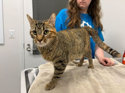 Shelter Stray Female Cat last seen Near Elmwood Avenue, 64132, MO, Kansas City, MO 64132