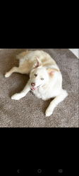 Lost Male Dog last seen Lathrop/Manteca, Manteca, CA 95336