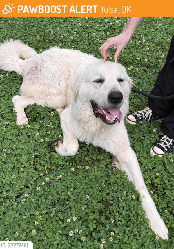 Found/Stray Male Dog last seen Walmart on 45th and Peoria , Tulsa, OK 74105
