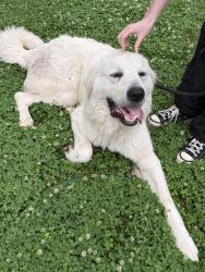 Found/Stray Male Dog last seen Walmart on 45th and Peoria , Tulsa, OK 74105