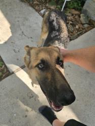 Found/Stray Male Dog last seen Stoneforest, Spring, TX 77379