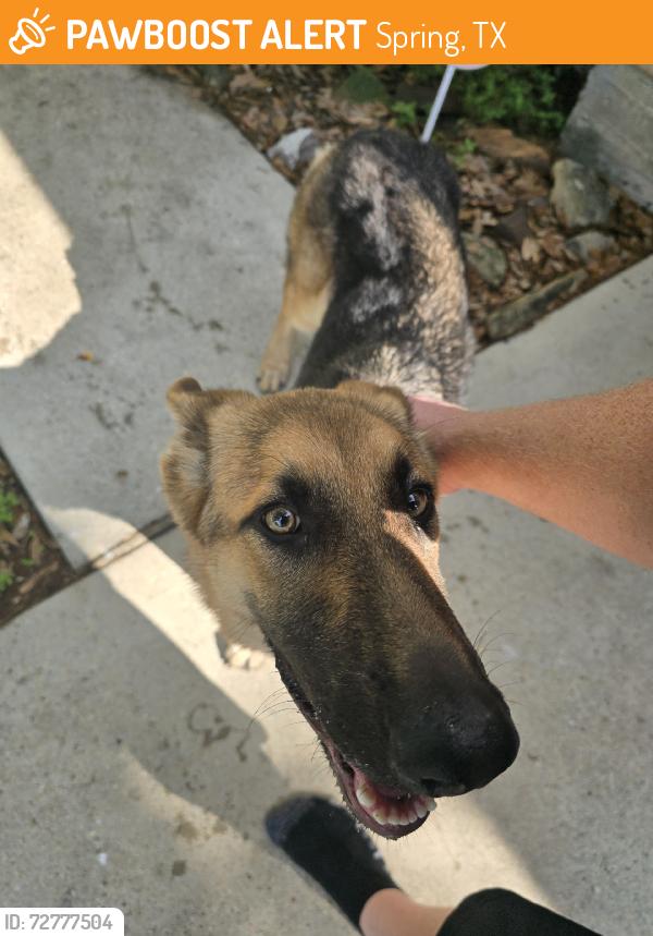 Found/Stray Male Dog last seen Stoneforest, Spring, TX 77379