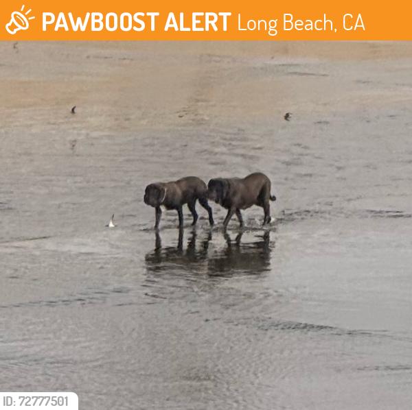 Found/Stray Unknown Dog last seen They are walking on the river - going south, Long Beach, CA 90805