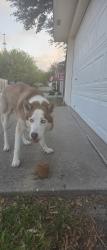 Found/Stray Unknown Dog last seen Mansions and Roddfield, Corpus Christi, TX 78414