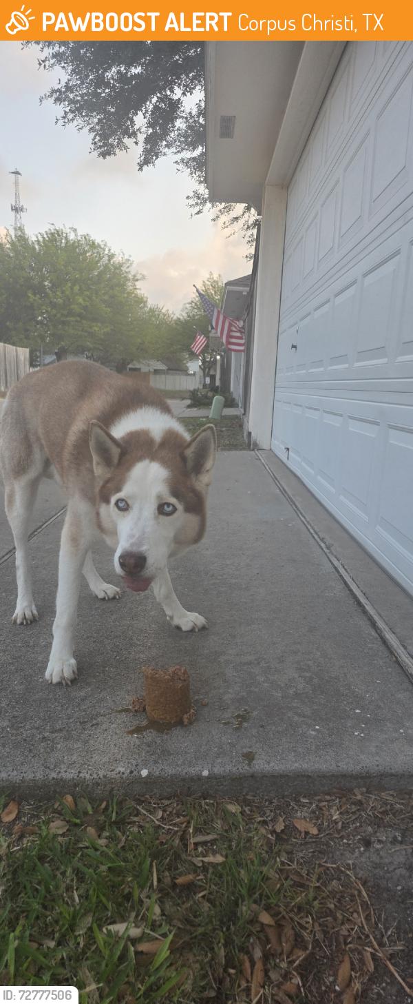 Found/Stray Unknown Dog last seen Mansions and Roddfield, Corpus Christi, TX 78414
