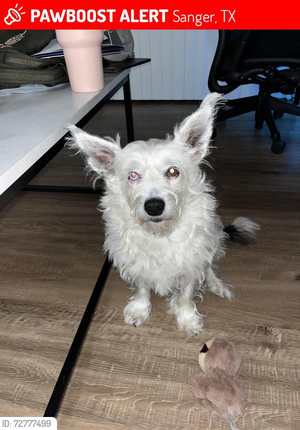 Lost Female Dog last seen Sanger Texas , Sanger, TX 76266