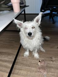 Lost Female Dog last seen Sanger Texas , Sanger, TX 76266