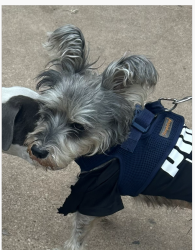 Lost Male Dog last seen 2nd Street and Comal, Austin, TX 78702