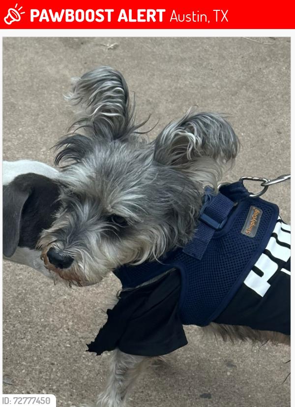 Lost Male Dog last seen 2nd Street and Comal, Austin, TX 78702