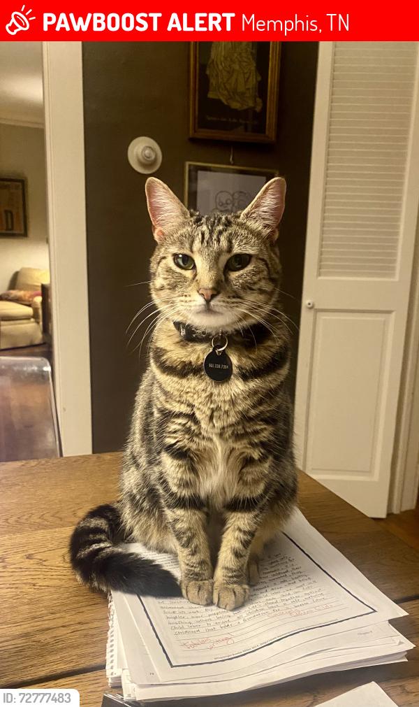 Lost Female Cat last seen Behind Rhodes College, off Jackson and N Barksdale, Memphis, TN 38107