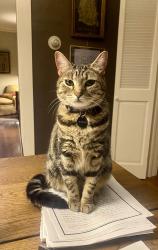 Lost Female Cat last seen Behind Rhodes College, off Jackson and N Barksdale, Memphis, TN 38107