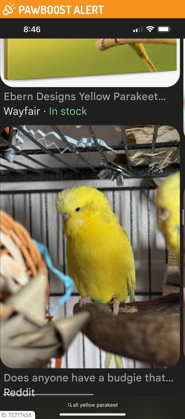 Found/Stray Unknown Bird last seen Goldenwest and McFadden , Huntington Beach, CA 92647