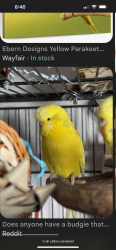 Found/Stray Unknown Bird last seen Goldenwest and McFadden , Huntington Beach, CA 92647