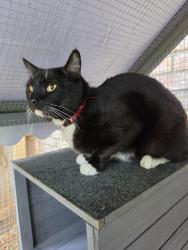 Found/Stray Female Cat last seen Near mobil Highway; Arby's parking lot , Pensacola, FL 32526