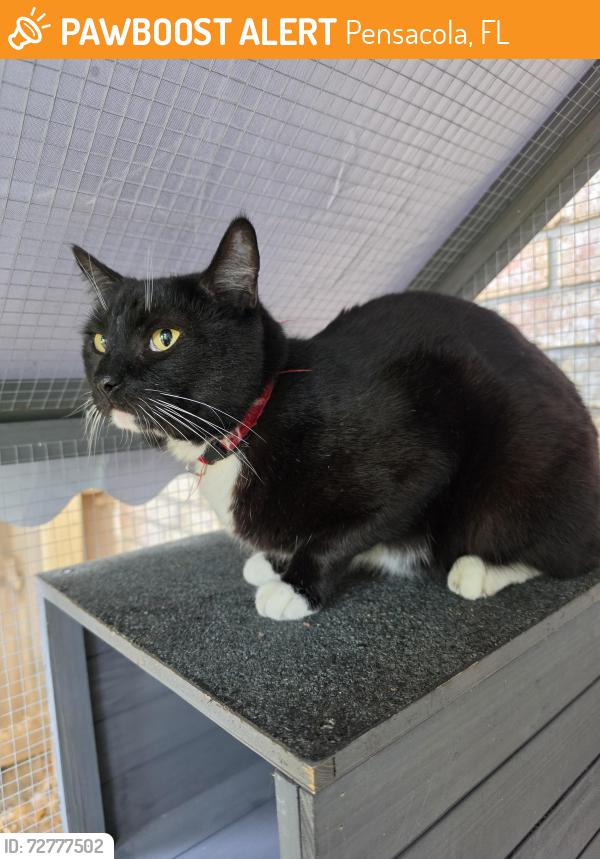 Found/Stray Female Cat last seen Near mobil Highway; Arby's parking lot , Pensacola, FL 32526