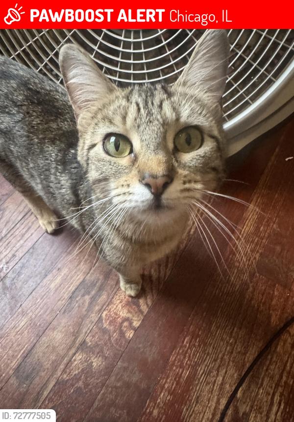 Lost Female Cat last seen 99th and hoxie ave , Chicago, IL 60617