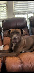 Lost Male Dog last seen Lakebottom park, Columbus, GA 31906