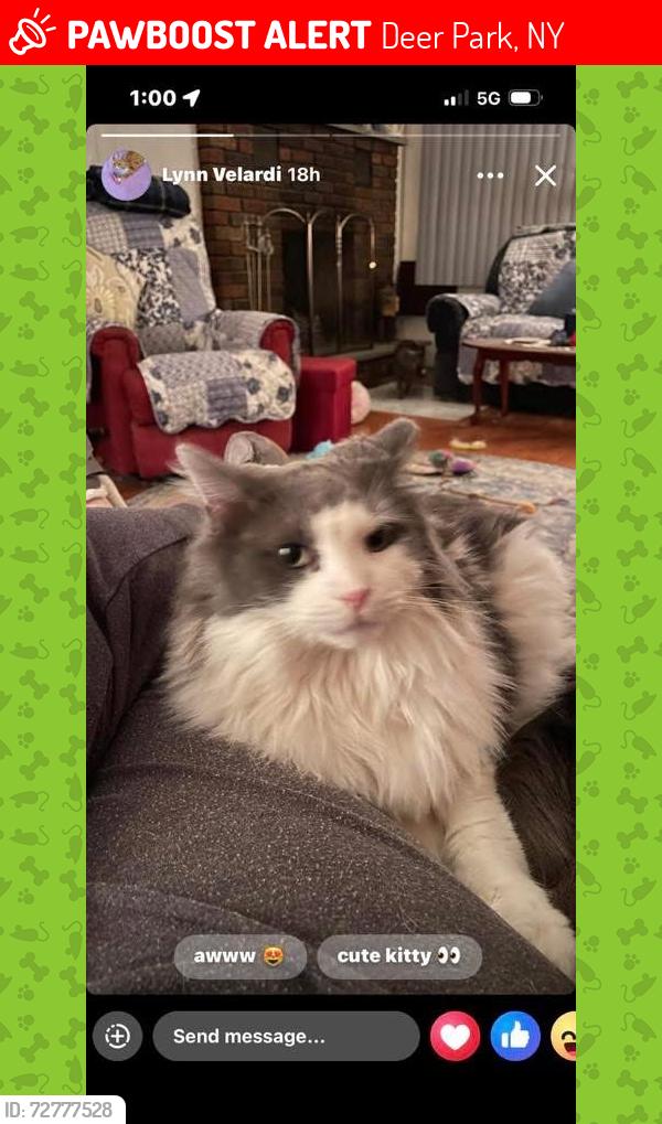 Lost Male Cat last seen Nicolls St, Deer Park, NY 11729