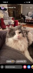 Lost Male Cat last seen Nicolls St, Deer Park, NY 11729