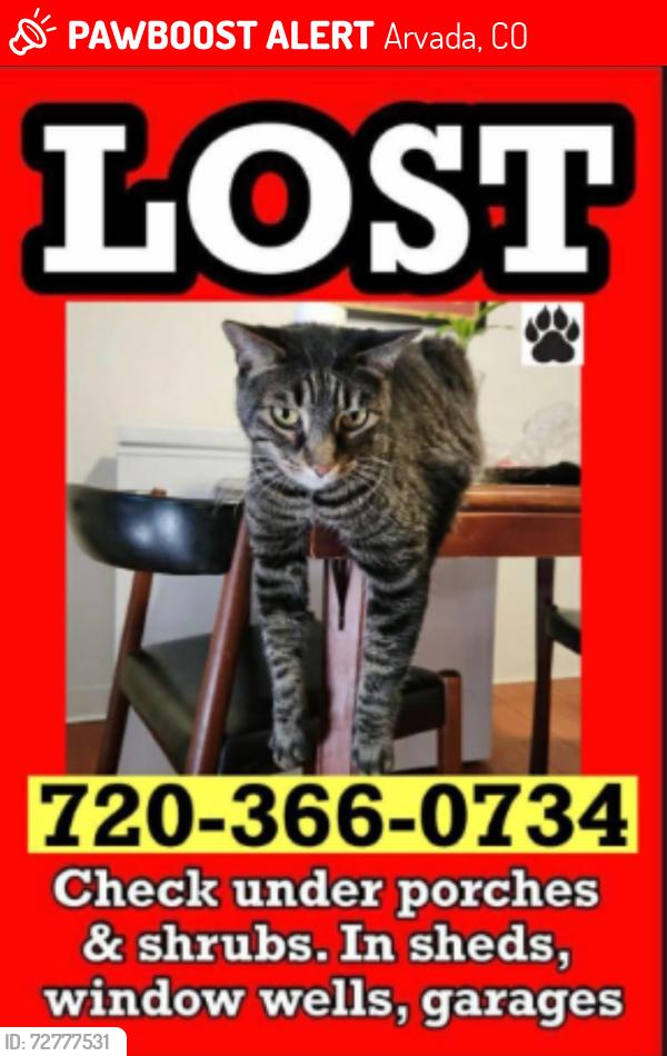 Lost Male Cat last seen 58th and Kipling, Arvada, CO 80004