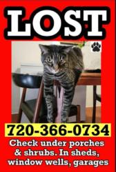 Lost Male Cat last seen 58th and Kipling , Arvada, CO 80004