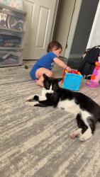 Lost Male Cat last seen Rawhide and pecos, Las Vegas, NV 89120