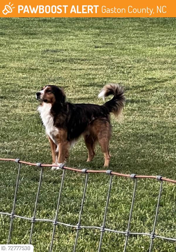 Found/Stray Male Dog last seen Hephzibah Church Rd & Mauney Road Bessemer City, NC, Gaston County, NC 28033